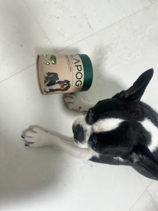 [푸디웜] 라포그 코어덴탈츄 그린 (10개입) — 5점을 준 리뷰어가 2022년 12월 올린 사용 사진