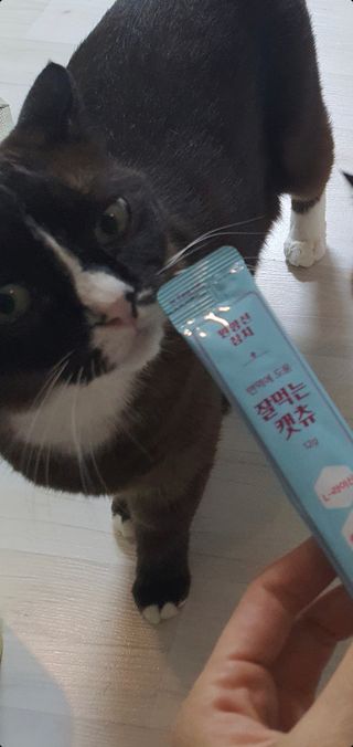페페로니 잘 먹는 캣츄 - 원양선 참치 24개입 — 5점을 준 리뷰어가 2021년 8월 올린 사용 사진