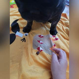 My Pet Care 천연단백질 눈건강에 개좋아 — 5점을 준 리뷰어가 2021년 1월 올린 사용 사진