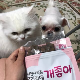 My Pet Care 천연단백질 관절건강에 개좋아 — 5점을 준 리뷰어가 2021년 3월 올린 사용 사진