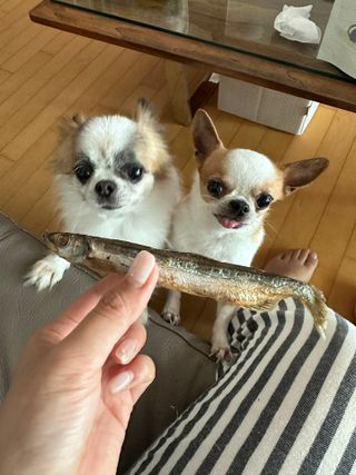 [펫시밀] 원물그대로 영양듬뿍 진공동결건조 치킨텐더100g, 열빙어트릿100g 강아지 고양이 간식 — 5점을 준 리뷰어가 2023년 5월 올린 사용 사진
