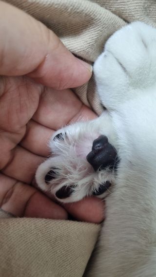[레드허니밤]자유펫 고양이 강아지 발바닥 밤 14g — 5점을 준 리뷰어가 2021년 11월 올린 사용 사진