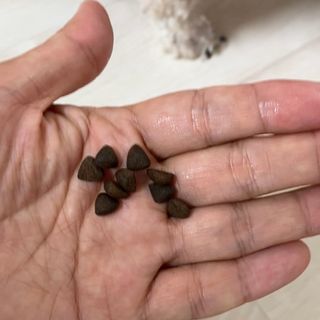 [푸디웜] 라포그  리얼인섹트 관절 저알러지 강아지 사료  1.2KG — 5점을 준 리뷰어가 2022년 8월 올린 사용 사진