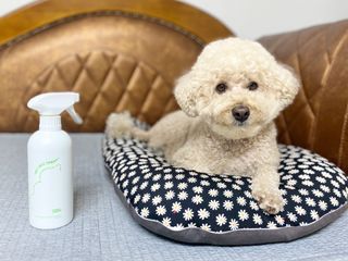 [푸푸몬스터](선물세트) 비건 펫 데오 스프레이(탈취제) 500ml (유향/무향 택 1)+산책 물통+메시지카드 — 5점을 준 리뷰어가 2022년 8월 올린 사용 사진
