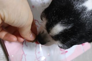 My Pet Care 천연단백질 관절건강에 개좋아 — 5점을 준 리뷰어가 2021년 1월 올린 사용 사진