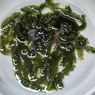 [피터씨마켓] 바다포도 100g(20g x 5봉) 우미부도 그린캐비어 ASMR 소분포장 — 5점을 준 리뷰어가 2024년 8월 올린 사용 사진