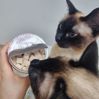[펫시밀] 원물그대로 영양듬뿍 진공동결건조 북어트릿75g,치킨트릿100g,연어트릿75g 강아지 고양이 간식 — 5점을 준 리뷰어가 2023년 5월 올린 사용 사진