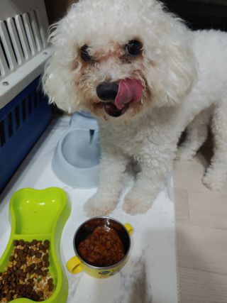 비타크래프트 조에시 하트캔 85g 강아지 습식캔 10캔 — 4점을 준 리뷰어가 2021년 7월 올린 사용 사진