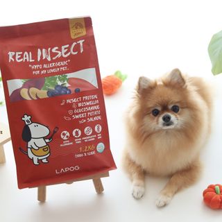 [푸디웜] 라포그  리얼인섹트 관절 저알러지 강아지 사료  1.2KG — 5점을 준 리뷰어가 2022년 8월 올린 사용 사진