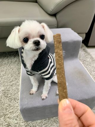 My Pet Care 천연단백질 치아건강에 개좋아 — 5점을 준 리뷰어가 2021년 1월 올린 사용 사진