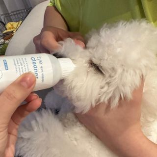 [댕모어 클리너 3종] 아이클리너 / 이어클리너 / 덴탈클리너 3종 세트 (120ml) — 4점을 준 리뷰어가 2023년 8월 올린 사용 사진