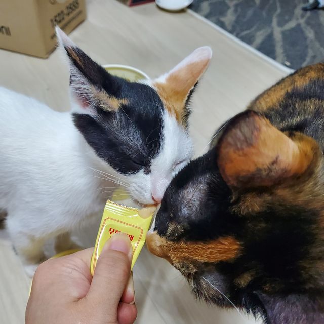 페페로니 잘 먹는 캣츄 - 무항생제 닭고기 24개입 리뷰 사진