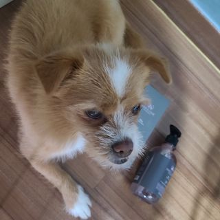 마리앤루이펫샴푸 [mari and louie pet shampoo] — 4점을 준 리뷰어가 2021년 5월 올린 사용 사진