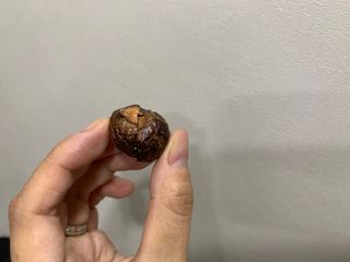 [달리살다] 자연에서 온 천연 비누 소프넛, 프레시버블의 유기농 소프넛 브러쉬 세트 — 5점을 준 리뷰어가 2021년 4월 올린 사용 사진