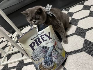 토우 프레이 칠면조 캣 — 5점을 준 리뷰어가 2021년 5월 올린 사용 사진