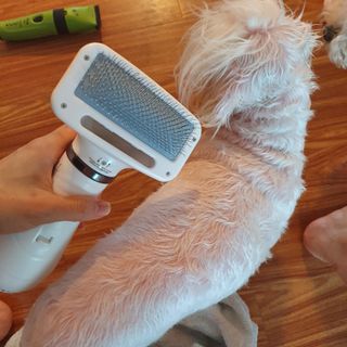 아베크 펫 강아지 고양이 애견 에어 브러쉬 드라이기 올인원 — 5점을 준 리뷰어가 2021년 7월 올린 사용 사진