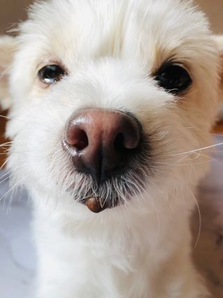 펫21 그로그로 에너지 강아지 고양이 반려동물 한방 영양제 비타민 종합 영양제 — 5점을 준 리뷰어가 2022년 1월 올린 사용 사진