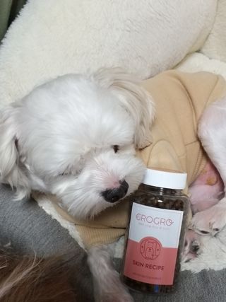 펫21 그로그로 5종 강아지 고양이 반려동물 한방 영양제 — 5점을 준 리뷰어가 2021년 11월 올린 사용 사진