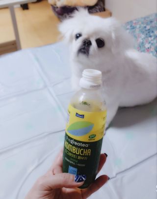 더그레잇티 콤부차 [매일유업] 더그레잇티 44kcal 콤부차 300ml *12개입 (오리지널 6개+베리리치 6개) — 5점을 준 리뷰어가 2023년 7월 올린 사용 사진