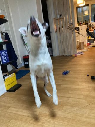 조말루님이 올린 리뷰 사진 4