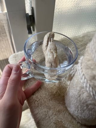 [펫시밀] 원물그대로 영양듬뿍 진공동결건조 치킨텐더100g, 열빙어트릿100g 강아지 고양이 간식 — 5점을 준 리뷰어가 2023년 5월 올린 사용 사진