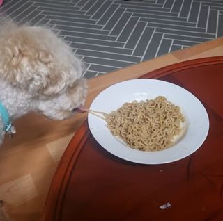 안심댕면 강아지라면 5봉지+쓰담쓰담 종합영양제 2스틱 샘플 증정 — 5점을 준 리뷰어가 2022년 8월 올린 사용 사진