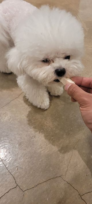 [펫시밀] 원물그대로 영양듬뿍 동결건조 왕북어트릿300g,왕치킨트릿400g,열빙어트릿300g 대용량 간식 — 5점을 준 리뷰어가 2023년 5월 올린 사용 사진