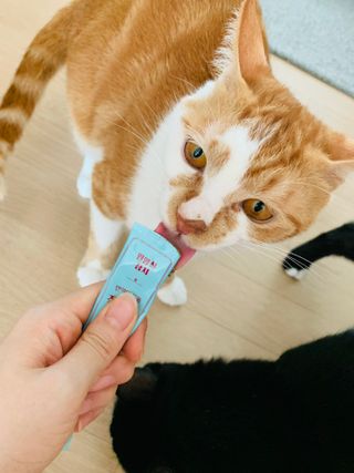페페로니 잘 먹는 캣츄 - 원양선 참치 24개입 — 5점을 준 리뷰어가 2021년 7월 올린 사용 사진