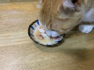 비타크래프트 고양이 수프 50g 3가지맛 x4팩씩 총 12팩 — 5점을 준 리뷰어가 2021년 10월 올린 사용 사진