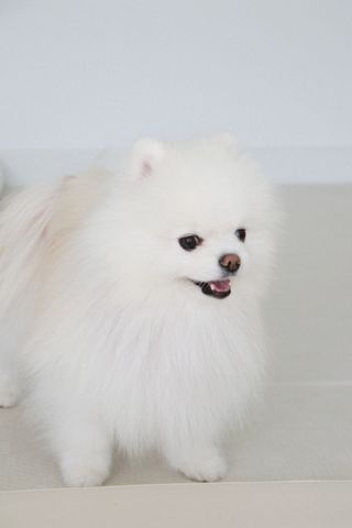 [댕모어 클리너 3종] 아이클리너 / 이어클리너 / 덴탈클리너 3종 세트 (120ml) — 5점을 준 리뷰어가 2023년 11월 올린 사용 사진