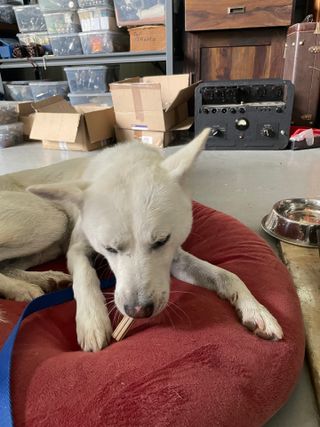 페페로니 클린플러스 덴탈오리껌 10g x 14p — 5점을 준 리뷰어가 2021년 7월 올린 사용 사진