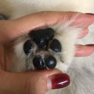 [레드허니밤]자유펫 고양이 강아지 발바닥 밤 14g — 5점을 준 리뷰어가 2021년 10월 올린 사용 사진