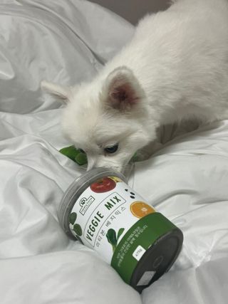 콩이예요님이 올린 리뷰 사진 3