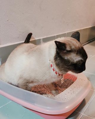 브라우니모래 [브라우니] 고양이 카사바모래 브라우니 천연 응고형 모래  6Lx2개 — 5점을 준 리뷰어가 2023년 11월 올린 사용 사진