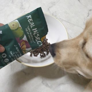 [푸디웜] 라포그  리얼인섹트 웨이트밸런스 저알러지 강아지 사료  1.2KG — 5점을 준 리뷰어가 2021년 7월 올린 사용 사진