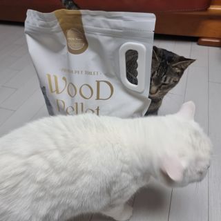 버진플래닛코리아 버진플래닛 고양이 화장실 우드 펠렛 모래 배변 펠릿 — 5점을 준 리뷰어가 2023년 3월 올린 사용 사진