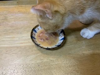 비타크래프트 고양이 수프 50g 3가지맛 x4팩씩 총 12팩 — 5점을 준 리뷰어가 2021년 10월 올린 사용 사진