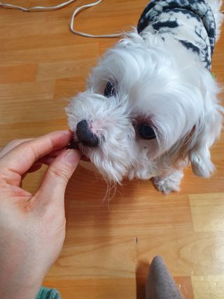 My Pet Care 천연단백질 관절건강에 개좋아 — 5점을 준 리뷰어가 2021년 2월 올린 사용 사진