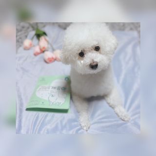 My Pet Care 천연단백질 눈건강에 개좋아 — 5점을 준 리뷰어가 2021년 2월 올린 사용 사진
