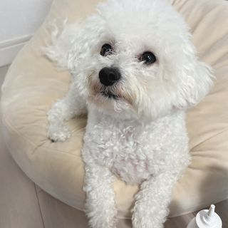 [댕모어 클리너 3종] 아이클리너 / 이어클리너 / 덴탈클리너 3종 세트 (120ml) — 5점을 준 리뷰어가 2023년 10월 올린 사용 사진