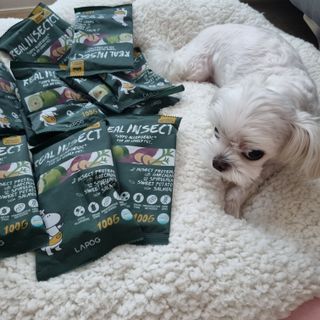 [푸디웜] 라포그  리얼인섹트 웨이트밸런스 저알러지 강아지 사료  1.2KG — 5점을 준 리뷰어가 2022년 7월 올린 사용 사진