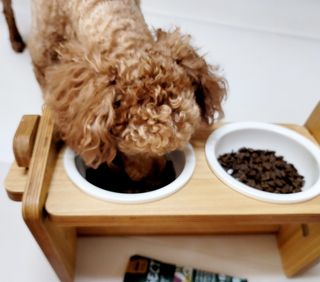 [푸디웜] 라포그  리얼인섹트 웨이트밸런스 저알러지 강아지 사료  1.2KG — 5점을 준 리뷰어가 2021년 7월 올린 사용 사진