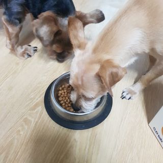씨디랩 속이 편한 강아지 사료 소프트발란스 기호성 좋은 발효사료 피부와 위장 관절과 위장 — 5점을 준 리뷰어가 2021년 4월 올린 사용 사진