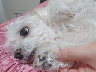 [자유펫] 시코니딘 고양이 강아지 피부 보습 연고 20g — 5점을 준 리뷰어가 2021년 11월 올린 사용 사진