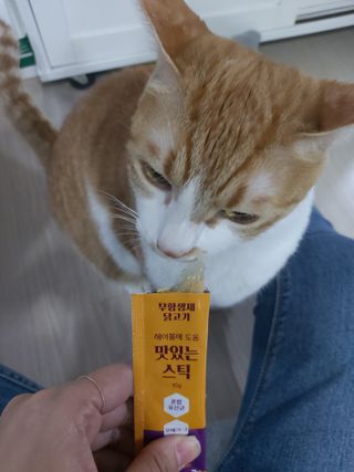 페페로니 맛있는 스틱 - 무항생제 닭고기 15개 + 원양선 참치 15개 — 5점을 준 리뷰어가 2021년 10월 올린 사용 사진