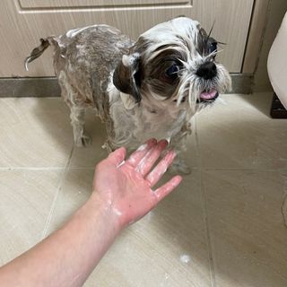 마리앤루이펫샴푸 [mari and louie pet shampoo] — 4.5점을 준 리뷰어가 2021년 5월 올린 사용 사진