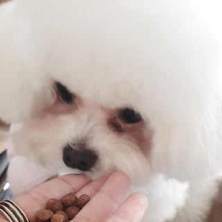 씨디랩 속이 편한 강아지 사료 소프트발란스 기호성 좋은 발효사료 피부와 위장 관절과 위장 — 5점을 준 리뷰어가 2021년 4월 올린 사용 사진