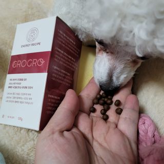 펫21 그로그로 에너지 강아지 고양이 반려동물 한방 영양제 비타민 종합 영양제 — 5점을 준 리뷰어가 2022년 1월 올린 사용 사진