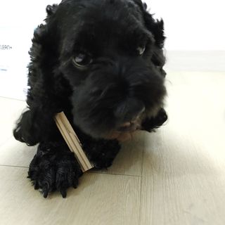 페페로니 클린플러스 덴탈치킨껌 10g x 14p — 5점을 준 리뷰어가 2021년 7월 올린 사용 사진
