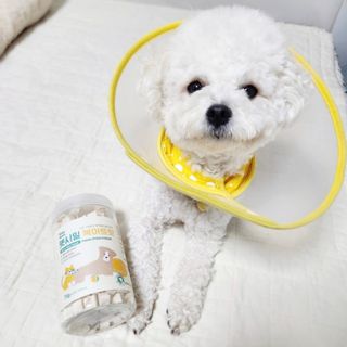 [펫시밀] 원물그대로 영양듬뿍 진공동결건조 북어트릿75g,치킨트릿100g,연어트릿75g 강아지 고양이 간식 — 5점을 준 리뷰어가 2023년 6월 올린 사용 사진